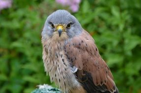 european kestrel
