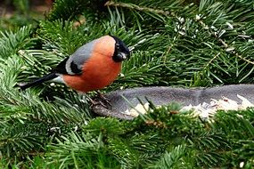 wondrous Bullfinch Bird on a pine tree