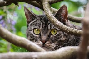 Cat Watch Climb Attention yellow eyes