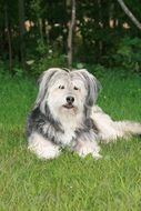 Cute fluffy Sheepdog lays on lawn