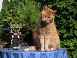 Red Cat sitting on a table