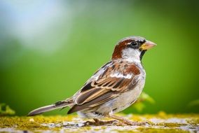 Animal portrait of sparrow