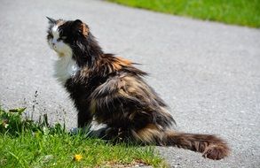 Three colored Cat