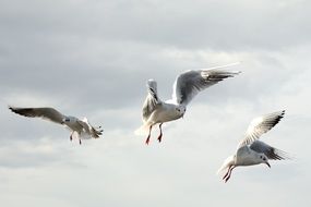 seagulls in flight under a cloudy sky