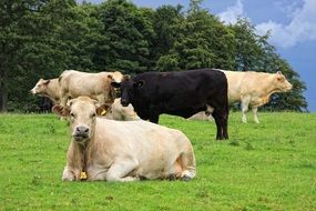 bulls on green pasture