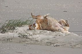 retriever on the north sea