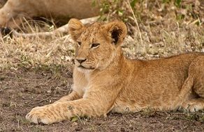 perfect beautiful Cub Africa Lion