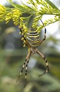 Zebraspinne Spider Tiger Spider