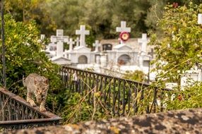 cat on the Cemetery