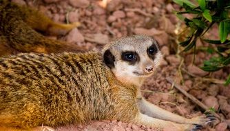 Meerkat Cute Eyes