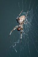 big spider on the web