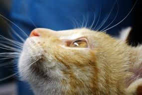 Cat face