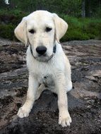 light puppy on the rocks close up