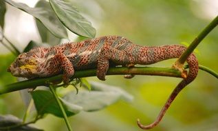 Colorful enchanting Chameleon Lizard on the branch