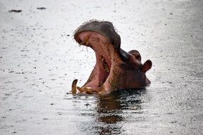 Namibia Hippopotamus