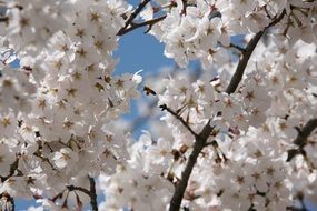 charming Cherry Blossom
