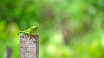 bright green grasshopper close-up