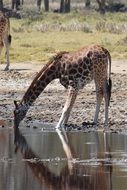 Giraffe in Kenya wildlife picture