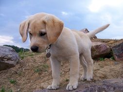 sweet curious labrador puppy
