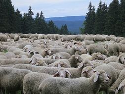 a flock of sheep graze in the meadow