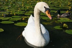 swan on the pond with water lilies