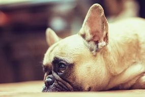 Portrait of white french bulldog with sad eyes