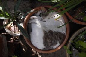 cute Kitty Sleeping outdoors portrait