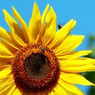 insect on a big yellow sunflower