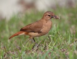 John Clay bird on the grass
