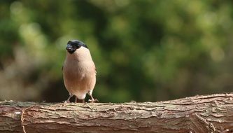 bullfinch on a tree trunk