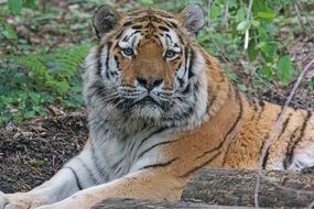 Amur tiger or Siberian tiger