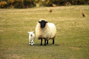 purebred sheep with a cub on the grass