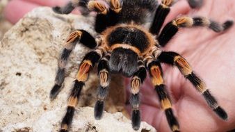 closeup picture of tarantula is sitting on the hand of a man