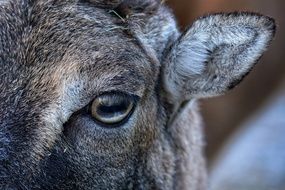 closeup wild animal head