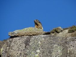 Marmot stays on Rock against the sky