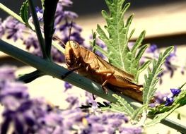 young locust on plant