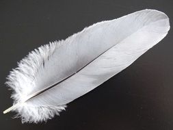 fluffy white bird feather