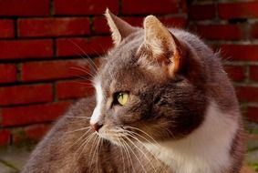pretty Cat Face