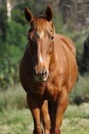 portrait of a horse on a ranch in the sun