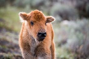 Calf Buffalo