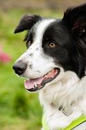 portrait of a border collie in nature