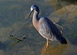 White faced Heron