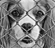 Helpful Dog Imprisoned