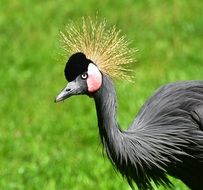 grey crowned crane walking on green meadow