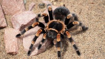 dangerous tarantula spider