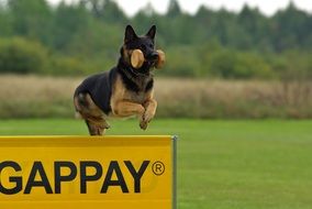 German Shepherd Dog training on a competition