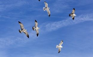 Sea Gulls Flock flight