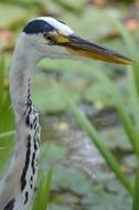 portrait of heron head on a background of green plant