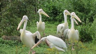 White waterfowl pelicans