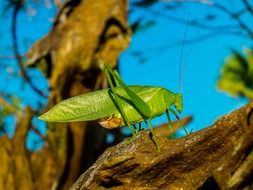 green grasshopper In nature